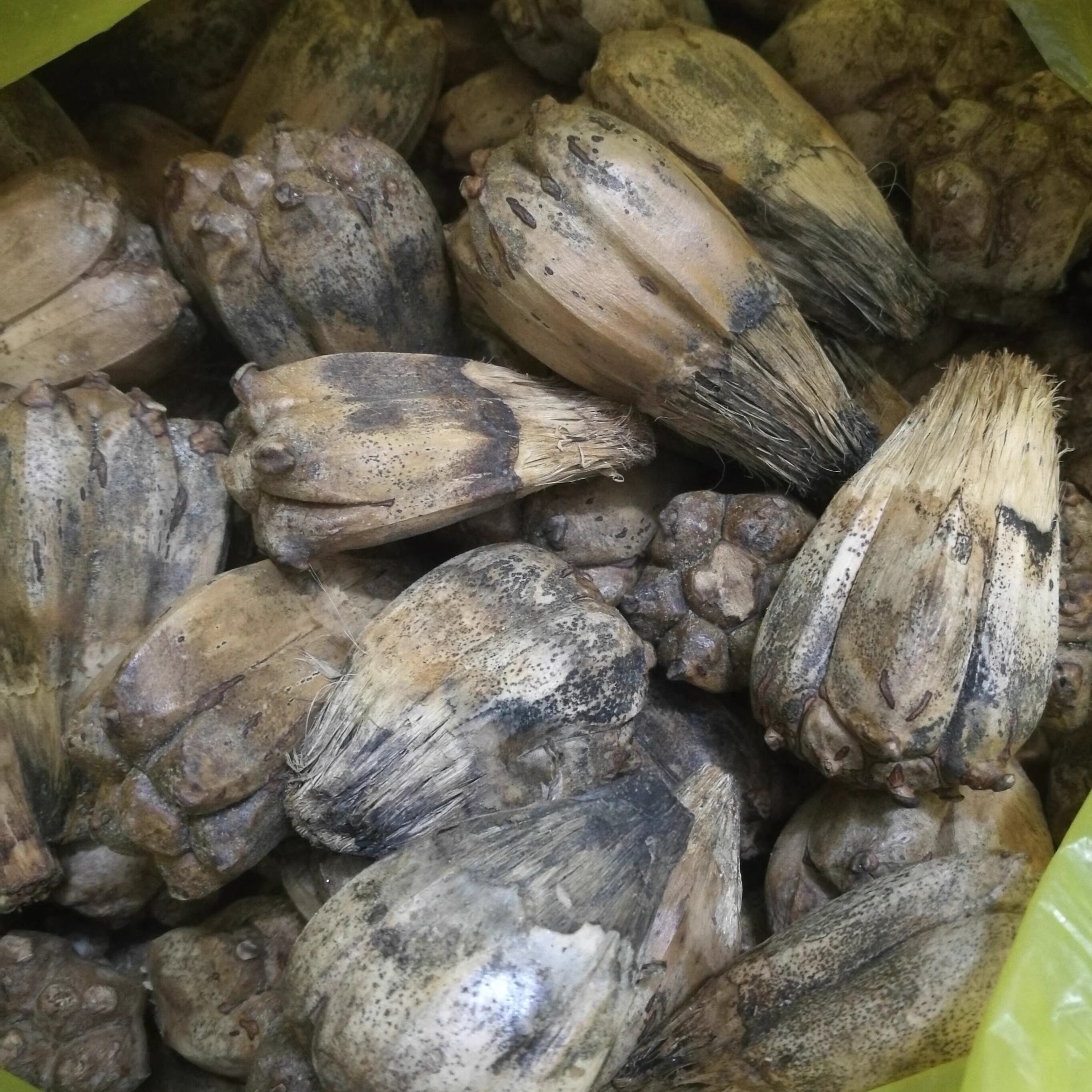 山假野菠萝蜜路芦露兜簕古锣鼓树熟果滴血莲花原籽菩提子干品1斤