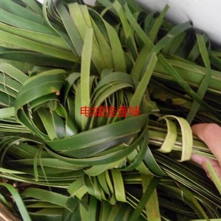 新鲜包粽子绑扎带绳露兜叶露兜胶古罗鼓仔假山菠萝簕古勒簕 10条