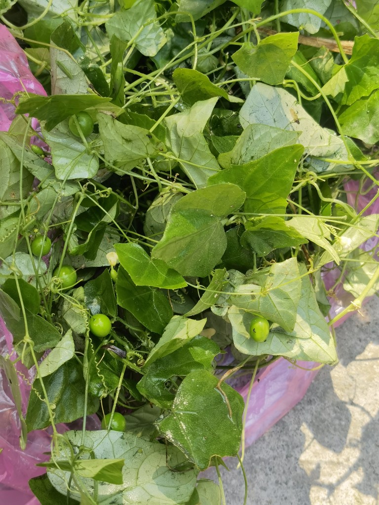 新鲜老鼠拉冬瓜马交儿土花粉土白蔹茎叶假甜瓜500克
