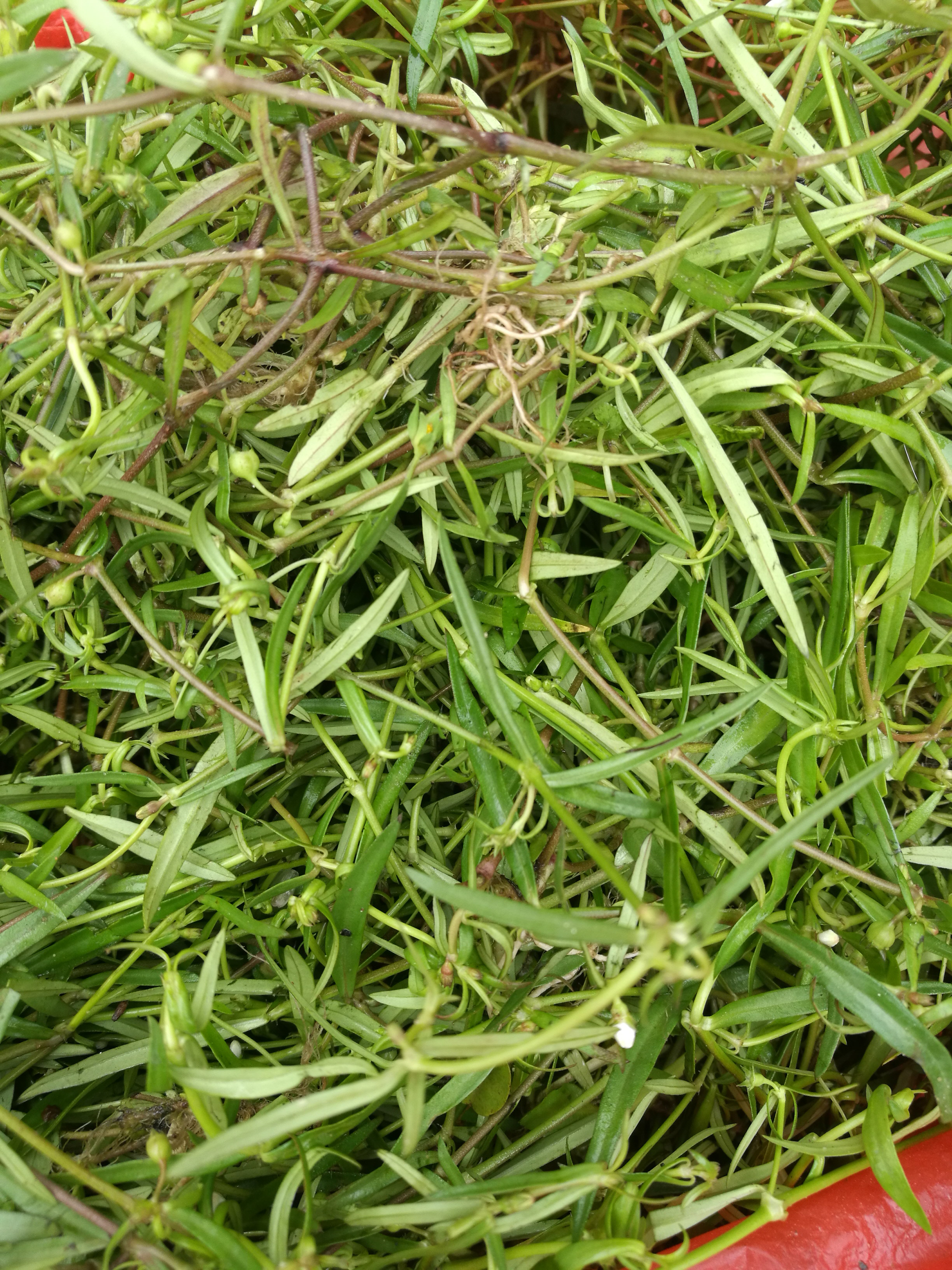新鲜白花蛇舌草白花蛇舌草百花蛇舌草 田石榴坡石榴500克