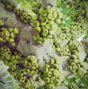 新鲜白对叶榕牛奶树牛奶子多糯树稔水冬瓜对叶榕树根对叶榕果1斤