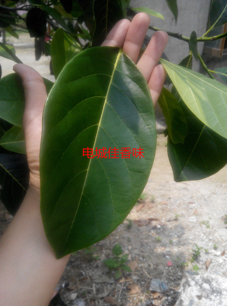 菠萝蜜叶子树菠萝叶片木菠萝蜜叶子制田艾饼原料年糕垫叶新鲜喂虫