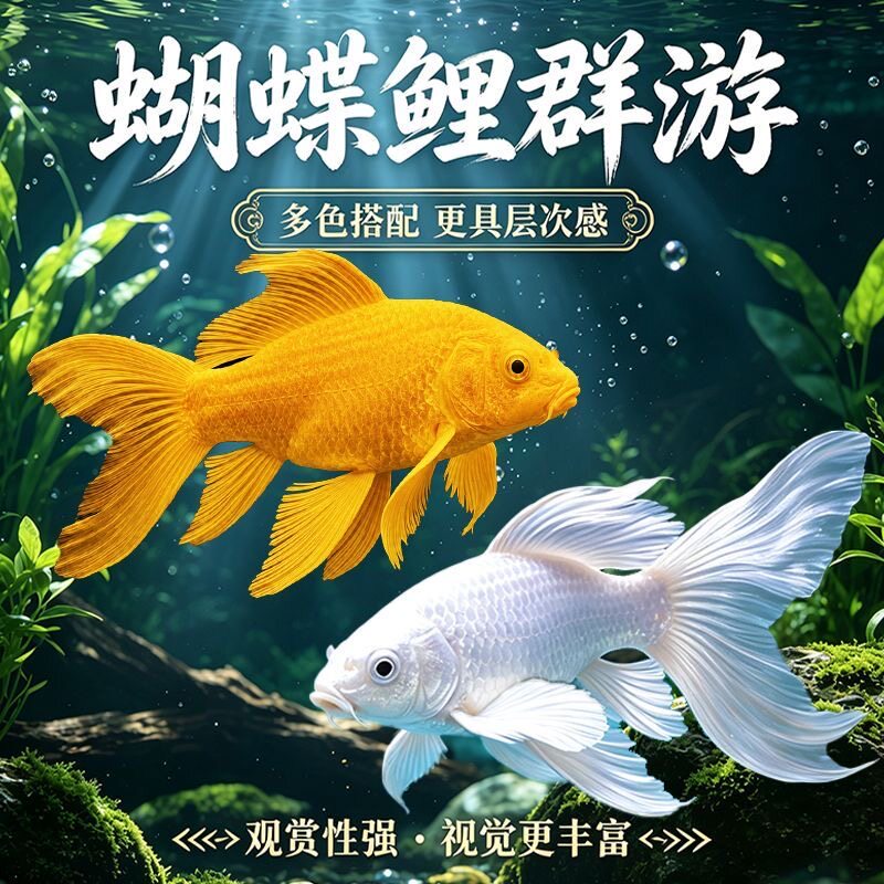 台湾蝴蝶鲤鱼鱼苗活体短身大尾