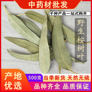 同仁堂品质桉树叶500g克中药材橡树叶大桉叶蓝绿安叶可免费代磨粉