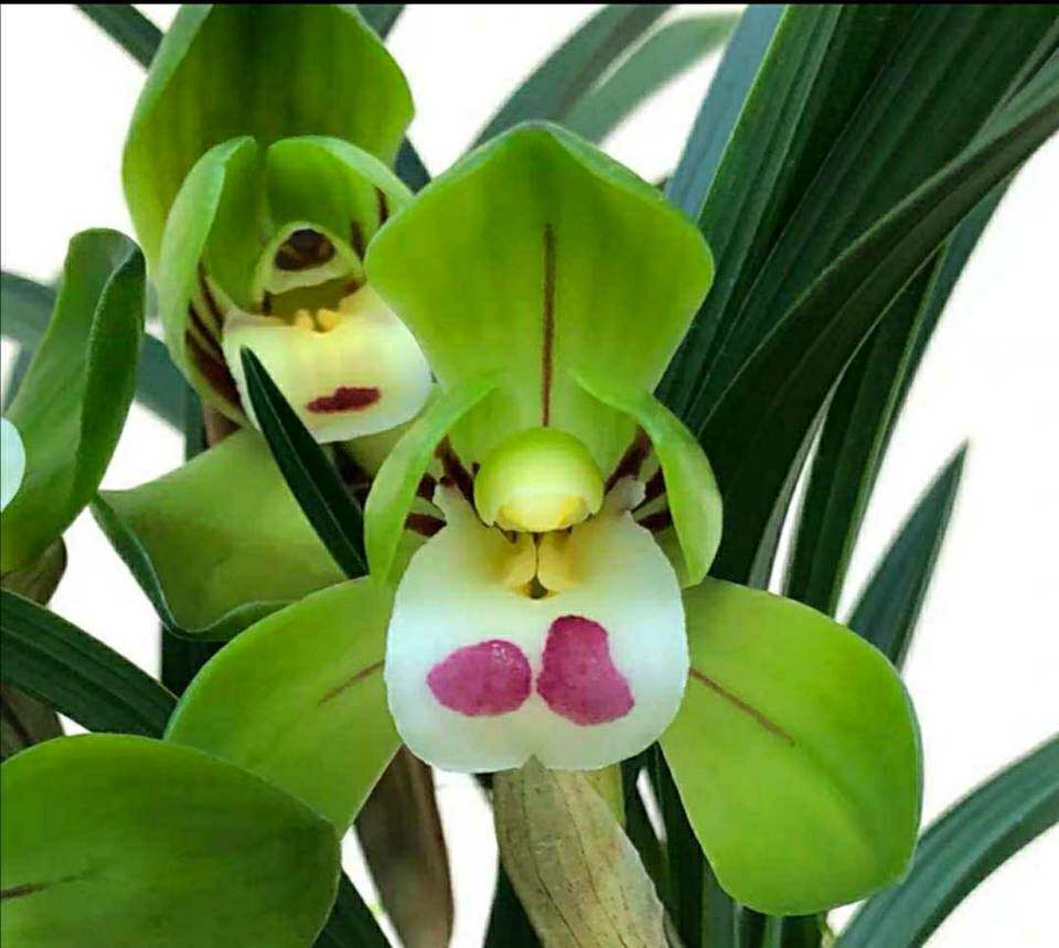 兰花春兰建兰浓香绿植花卉