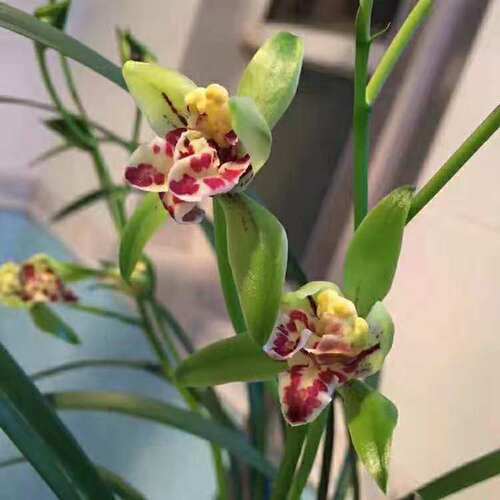 绿植盆栽自然适应性强兰花苗