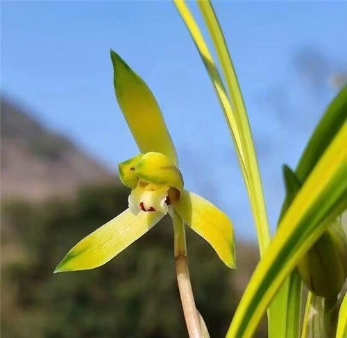 兰花 春兰 先明艺 霞光 绿植花卉盆栽 花期有带花苞出售