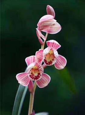 建兰红花荷瓣红草红荷 四季兰 绿植花卉盆栽 浓香 花期带花苞