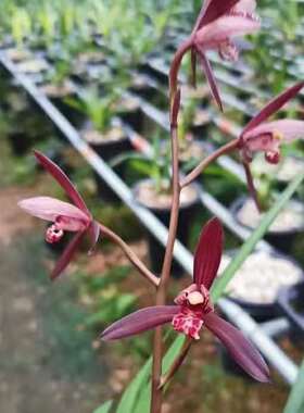 兰花 建兰 四季兰  墨宝 紫蜻蜓  绿植花卉盆栽客厅净化空气