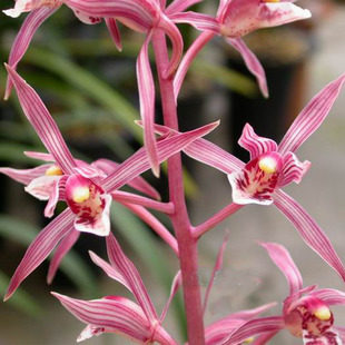 墨兰红花 桃姬 绿植花卉盆栽 浓香兰花 花期带花苞