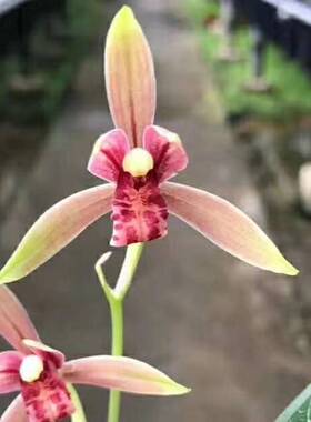 建兰四季兰 浓香兰花 半江红 绿植花卉客厅阳台盆栽