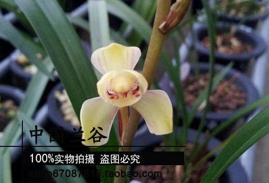 中国兰谷 四季兰建兰 黄光登 原生种老种兰花苗 梅瓣 自然种养