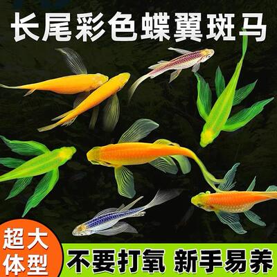 蝶翼斑马鱼翡翠翡翠绿长尾观赏鱼