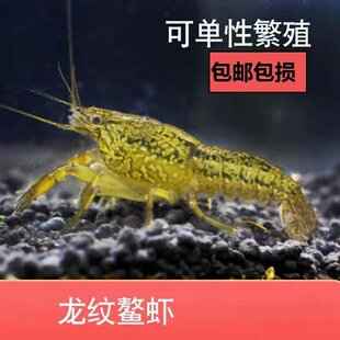 龙纹鳌虾苗淡水虾母虾蓝色不打氧单性繁殖鳌虾鱼缸观赏虾雌雄一体