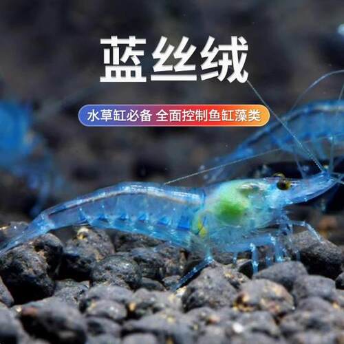 草缸蓝丝绒水族虾宠物虾除藻虾