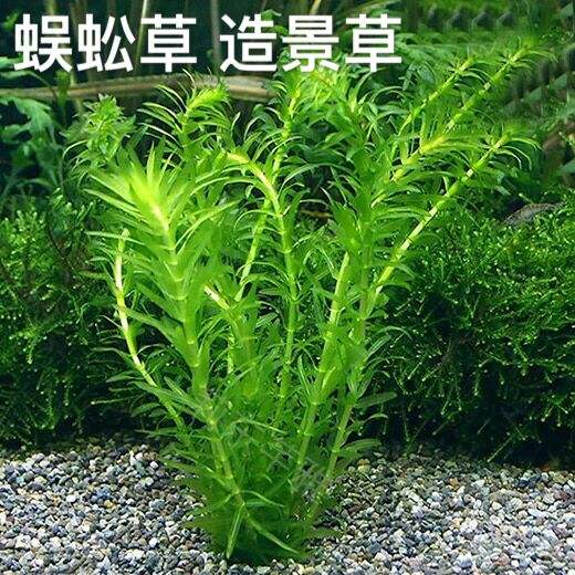 蜈蚣草金鱼藻鱼缸造景水族箱装饰活体绿菊宝塔中后景真水草