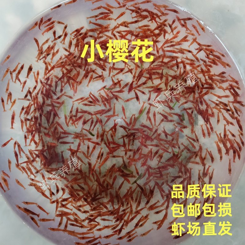 小樱花公虾观赏虾鲜活体除藻虾草缸工具虾大型宠物虾米虾淡水包邮