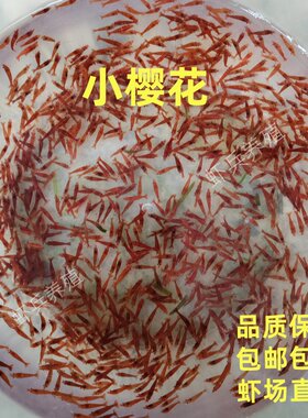 樱花虾极火虾观赏虾淡水草缸虾