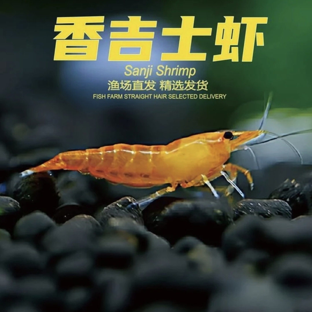 香吉士虾宠物观赏虾活体黄米水晶极火虾草缸虾黑壳虾除藻虾樱花虾 - 实物图