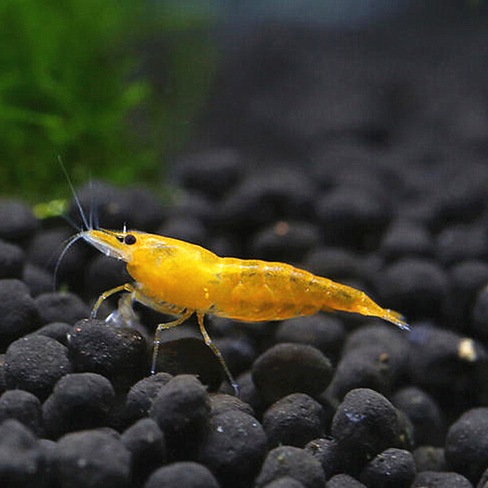 香吉士虾宠物观赏虾活体黄米水晶极火虾草缸虾黑壳虾除藻虾樱花虾