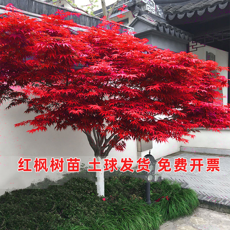 红枫树苗四季红舞姬盆景地盆栽三枫树/槭树