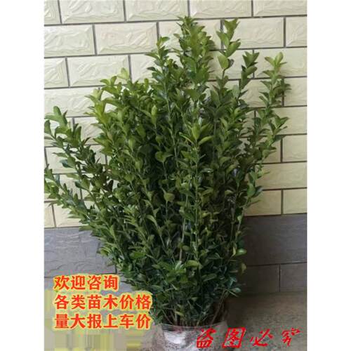 冬青树苗大叶黄杨小苗 冬青苗 庭院绿篱围墙篱笆苗四季青绿化树苗