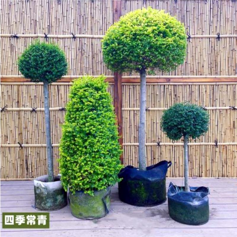 四季常青耐寒不落叶亮金女贞球亮晶女贞棒棒糖花园庭院球型植物