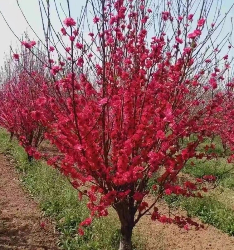 梅花树苗红梅树苗原生红梅树苗庭院地栽盆栽树桩盆景红梅当年开花图片