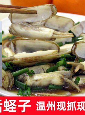 温州特产蛏子鲜活新鲜蛏子肉海鲜水产竹节蛏双头蛏子贝类蚬子海宁