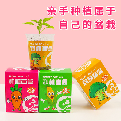 种植盲盒儿童植物盆栽小盆栽幼儿园小学生观察植物发芽种子礼品