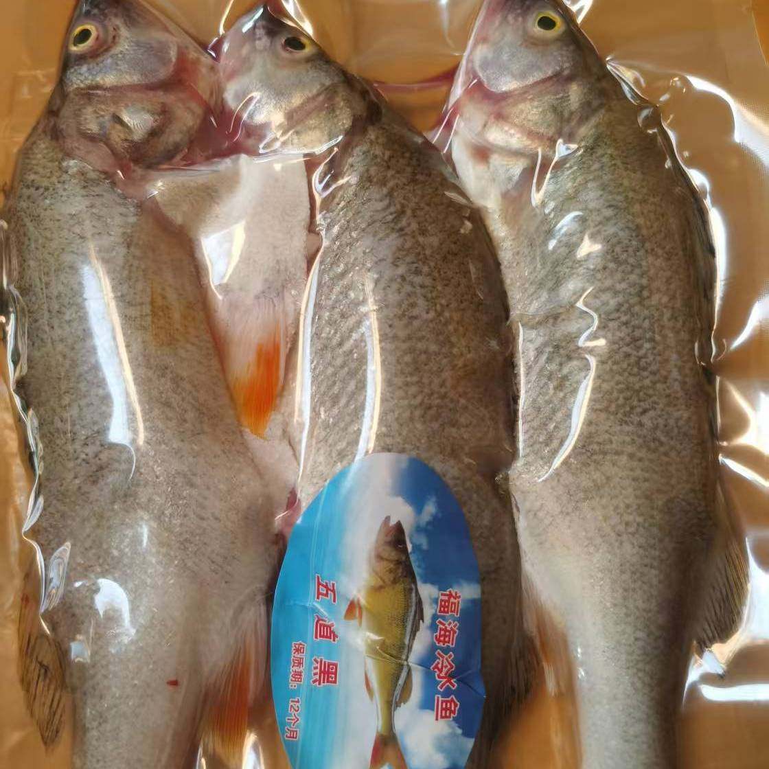 新疆福海天鹅湖有机冷水鱼 五道黑