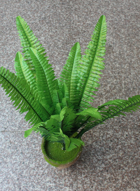 仿真婚庆蕨类植物波斯叶子