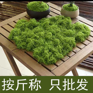 仿真苔藓草皮仿生人造假青苔微景观布置绿植草坪盆栽橱窗装饰造景