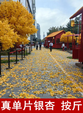 按斤称仿真银杏叶片秋天黄色假树叶婚庆婚礼装饰拍摄场地橱窗布置
