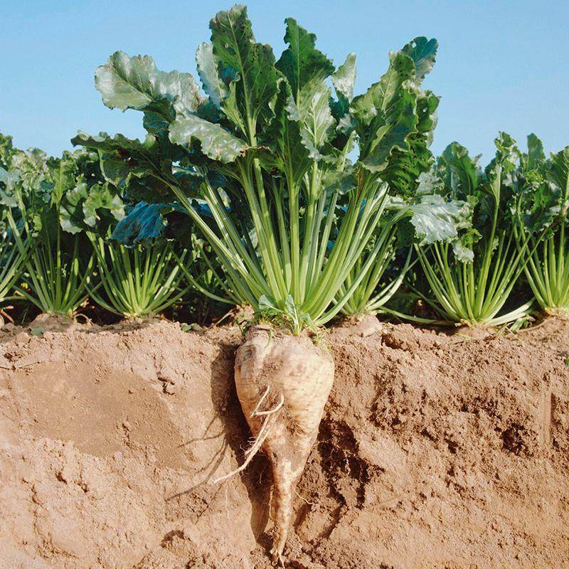 甘肃民乐2022新鲜白糖萝卜甜菜根糖稀甜菜疙瘩甜萝卜可做糖萝卜丝