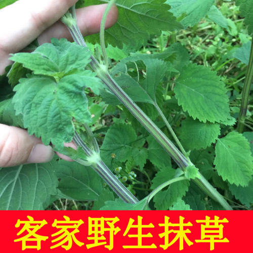 客家野生抹草防风草落马衣假紫苏马衣叶四方茎臭草稀签草排去风草-封面