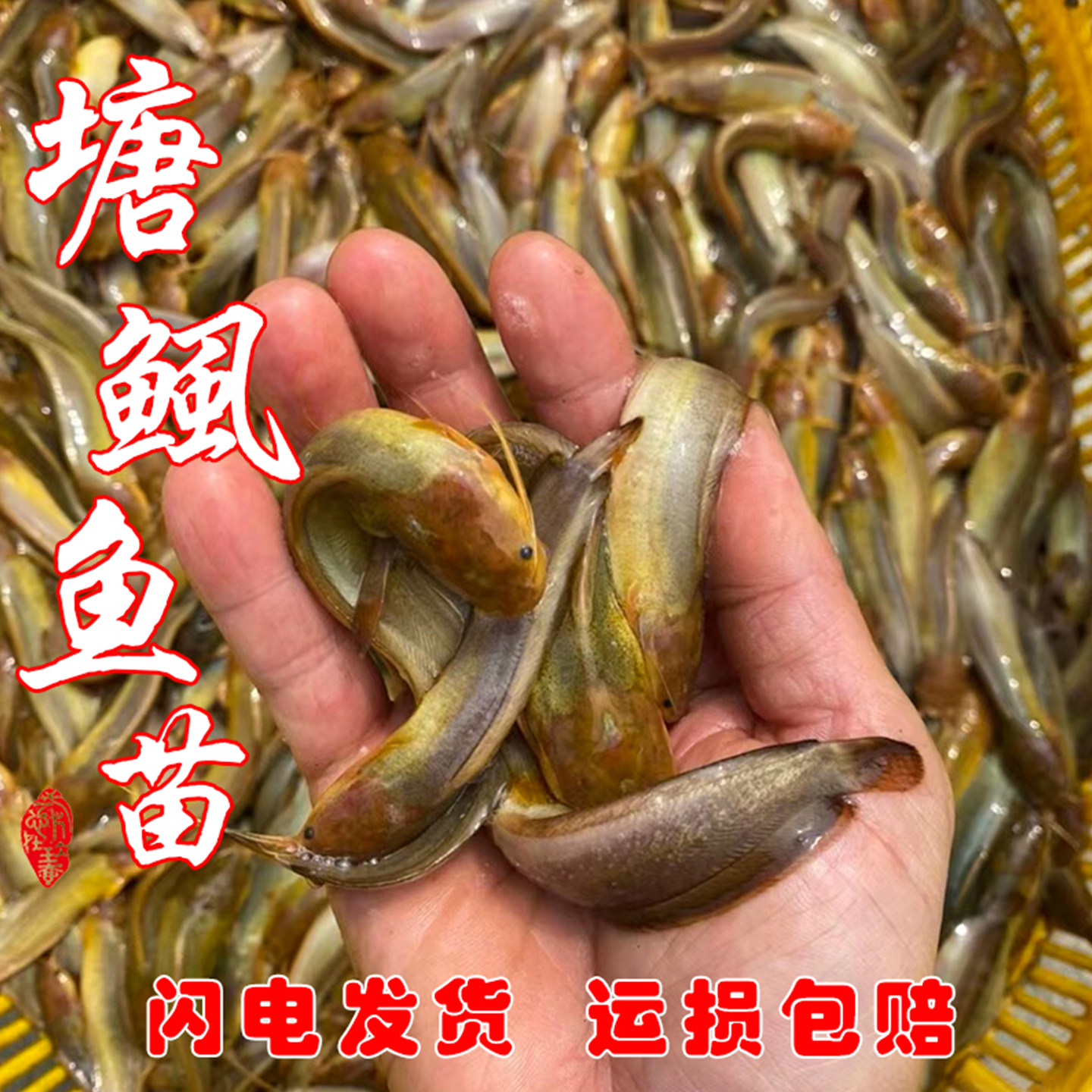 正宗皇妃一代本地塘鲺鱼苗图片