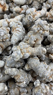 多年生精品三七田七12-15头可切片可打粉50g