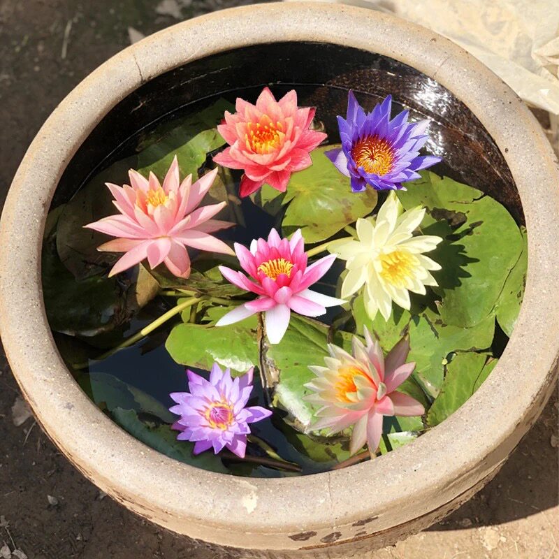 池塘水培植物四季盆栽根茎睡莲花