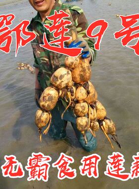 鄂莲9号巨无霸食用莲藕种苗炒吃脆煲汤粉藕大型莲藕藕苗种子包邮