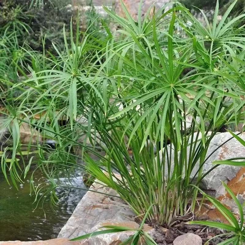 水竹精品大苗水培旱伞草风车草池水培绿植