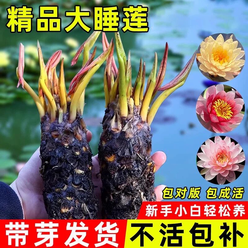 大睡莲根块池塘水池水培植物水生