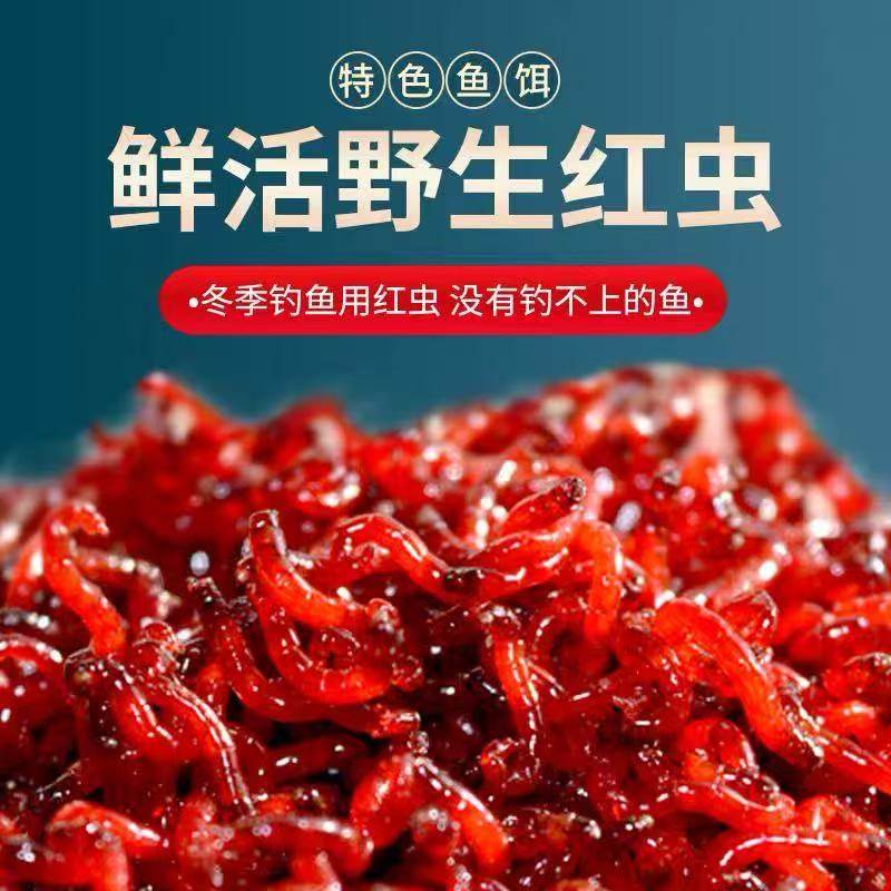 鲜活红虫公虫活体红虫活饵特大号六角恐龙斗鱼料鲫鱼野钓黑坑拉饵