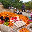 酸甜可口新鲜现摘应季 江西赣南脐橙 水果 20斤装