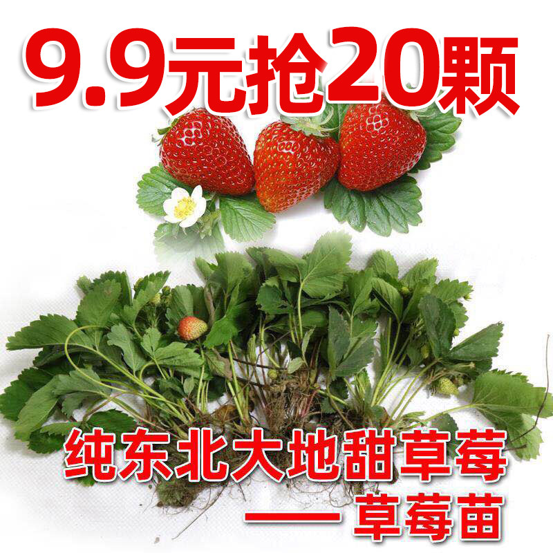 草莓苗东北大地甜草莓有机绿色甜甜的栽上即活无化肥农药
