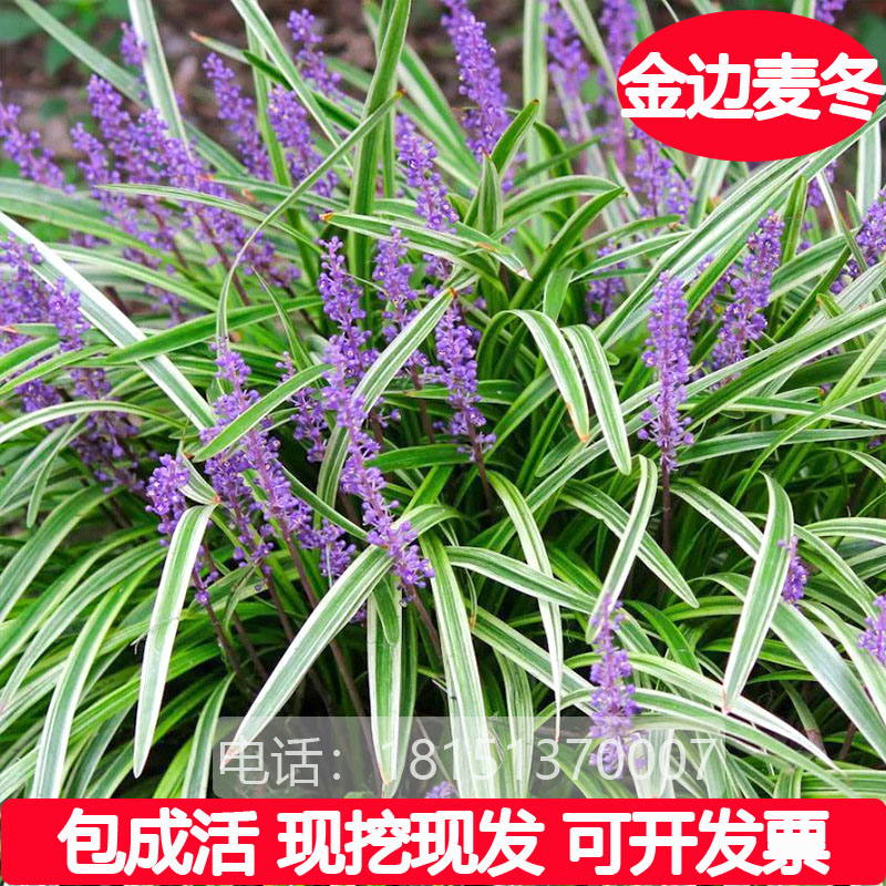 金边麦冬草阔叶苗庭院绿化工程四季常青耐寒耐阴植物矮细叶麦冬草
