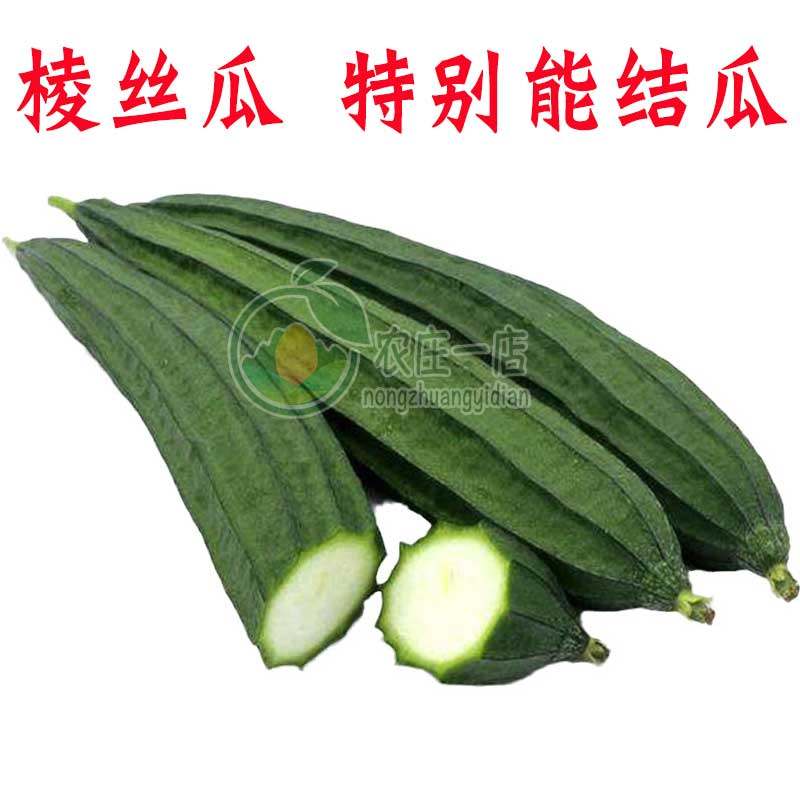 棱丝瓜种子特嫩八角棱瓜种籽水丝瓜农家特菜四季春季爬藤蔬菜种孑