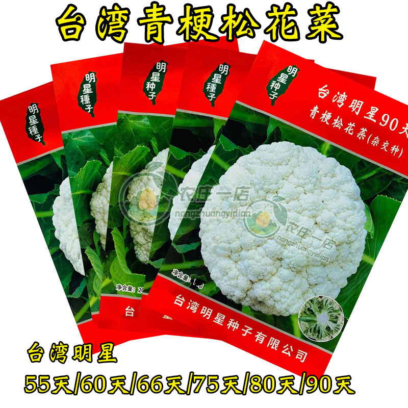 青梗90天耐热菜花松散台湾青梗菜