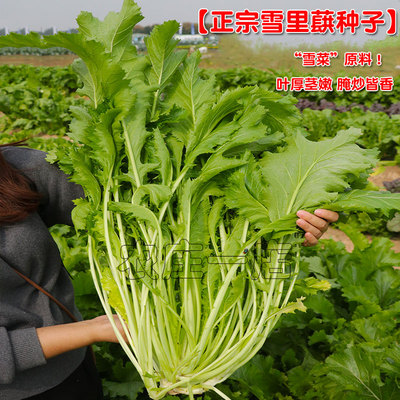雪里蕻种子雪菜种籽腌菜菜籽耐寒