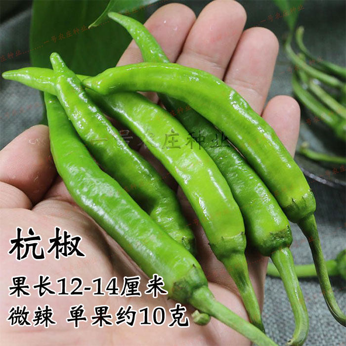 杭椒种子辣椒种籽苗鸡爪椒阳台盆栽蔬菜蔬果种孑超长线椒青椒四季